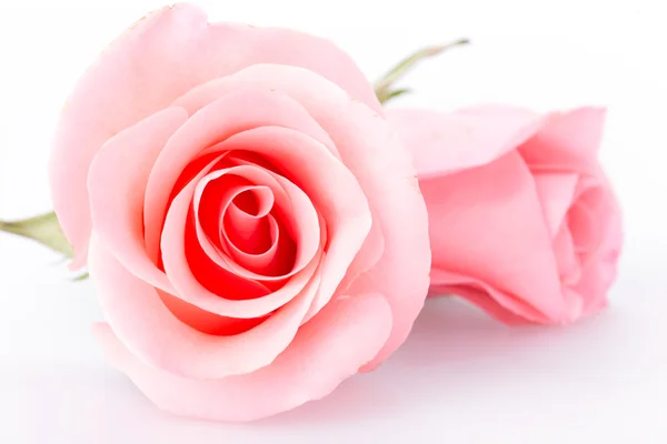 Rose rose fleur sur fond blanc — Photo