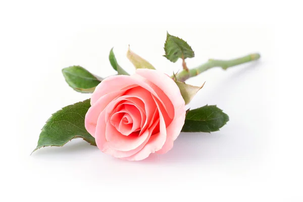 Ροζ τριαντάφυλλο λουλούδι σε λευκό φόντο — Φωτογραφία Αρχείου