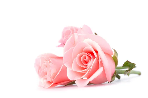 Pink rose flower on white background — Stock Photo, Image