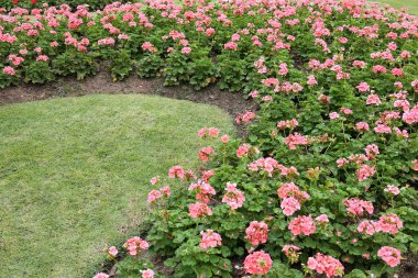 yeşil çim bahçe içinde pembe çiçekler