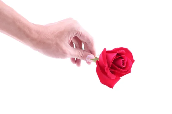 Hand met een rood roze bloem geïsoleerd op witte achtergrond — Stockfoto