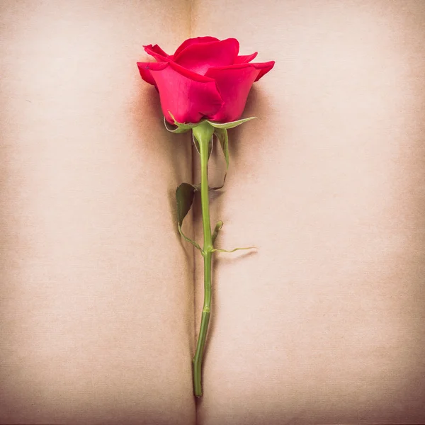 Flor de rosa vermelha na página de papel em branco para design — Fotografia de Stock
