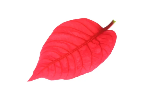 Red leaf of poinsettia christmas tree — Stock Photo, Image