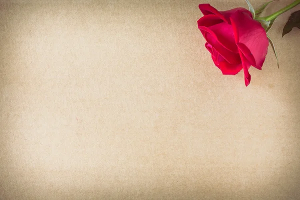 Red rose flower on blank paper page for design — Stock Photo, Image
