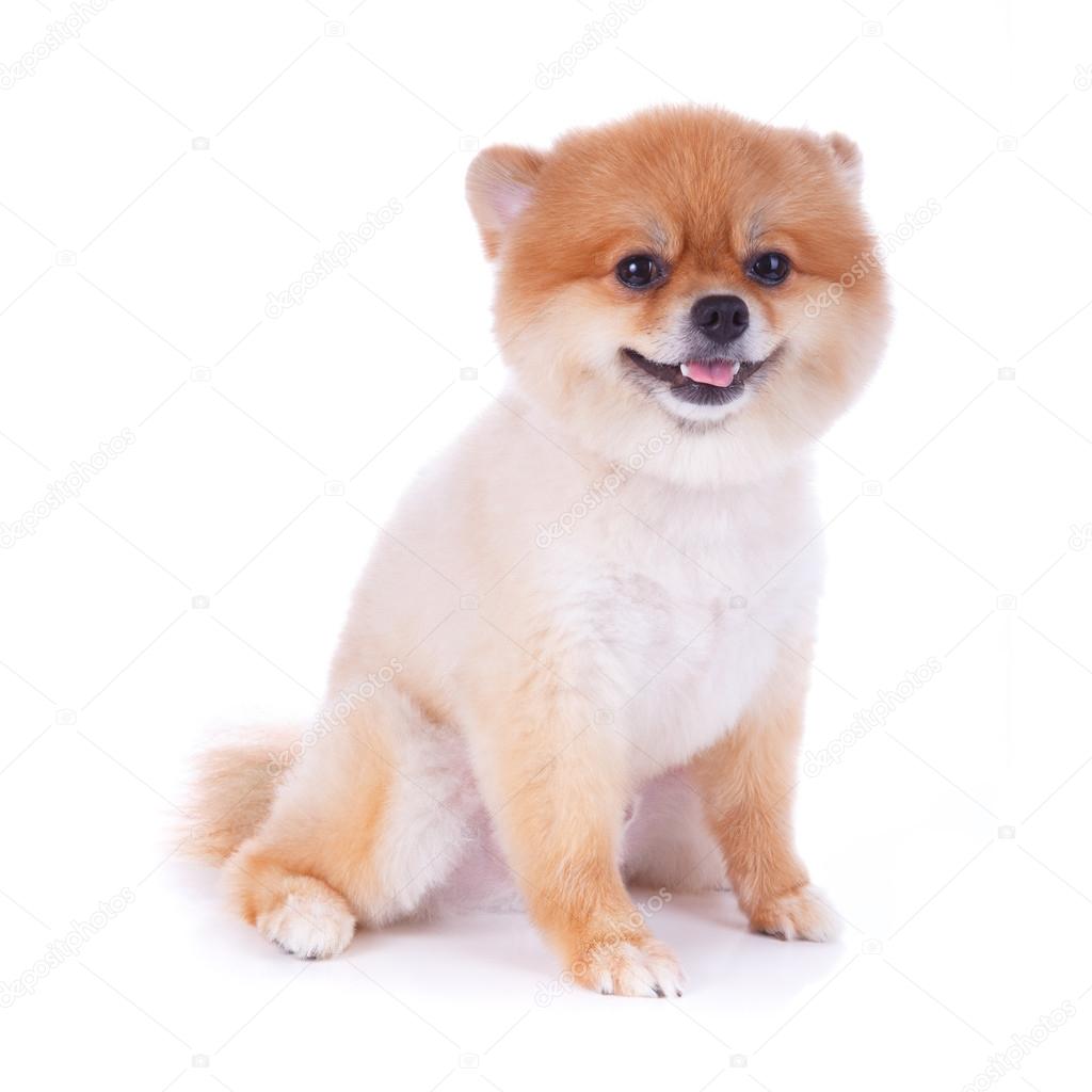 pomeranian dog brown short hair