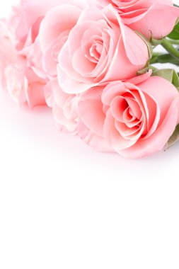 Beyaz arkaplanda pembe gül çiçeği