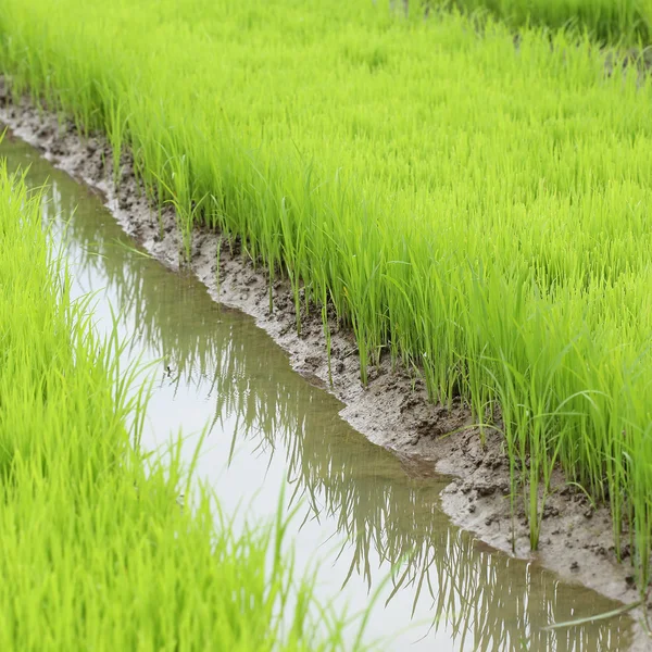 Landbouw van kleine rijst stronk in gecultiveerd gebied — Stockfoto