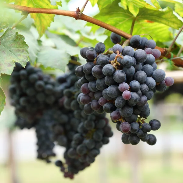 Grapes fruit in farm viticulture of agricultural — Stock Photo, Image