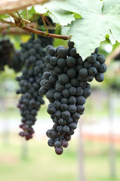 Grapes fruit in farm viticulture of agricultural — Stock Photo, Image