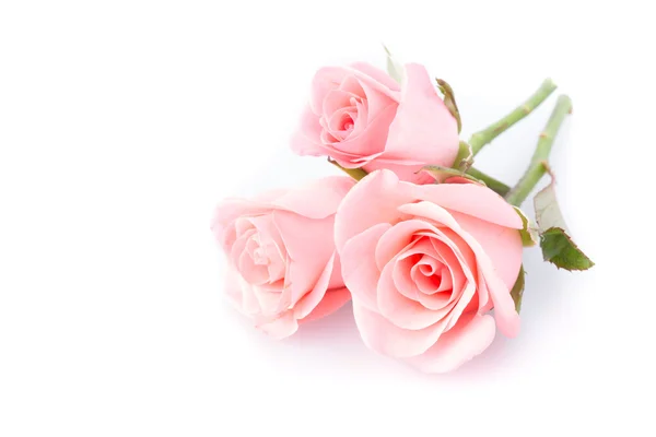Ροζ τριαντάφυλλο λουλούδι σε λευκό φόντο — Φωτογραφία Αρχείου