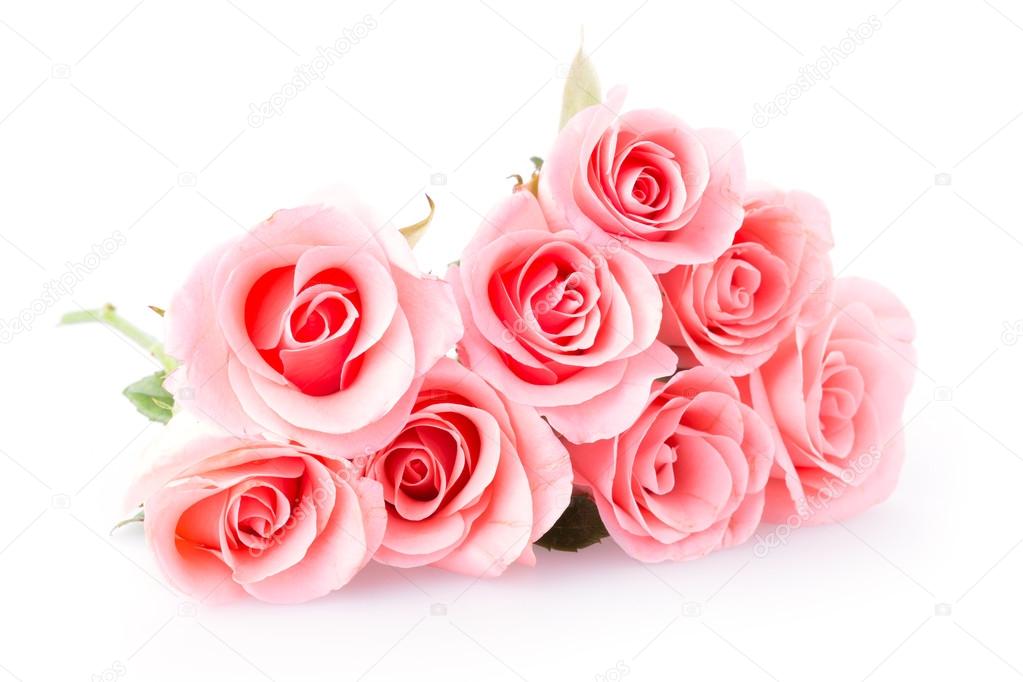 pink rose flower on white background