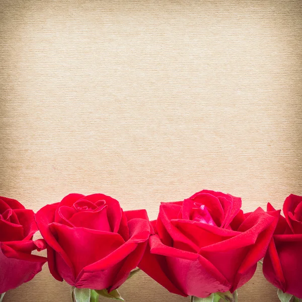 Red rose flower on blank paper page for design — Stock Photo, Image