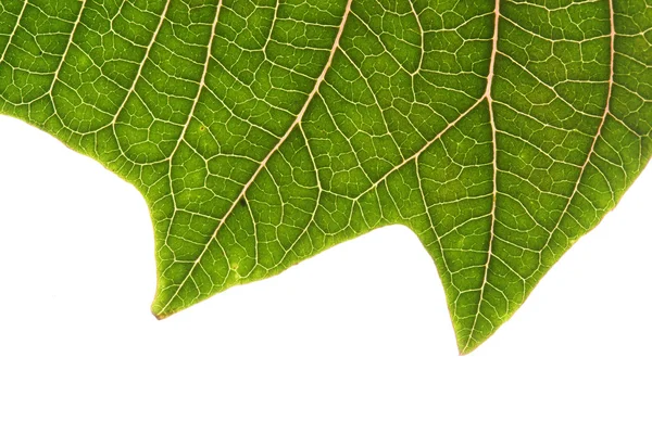 Hoja verde del árbol de navidad de poinsettia aislado —  Fotos de Stock