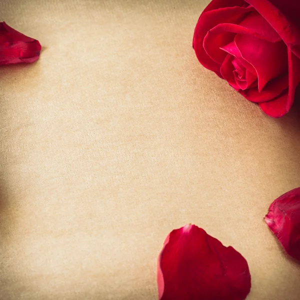 红色玫瑰花设计张空白的纸页上的 — 图库照片