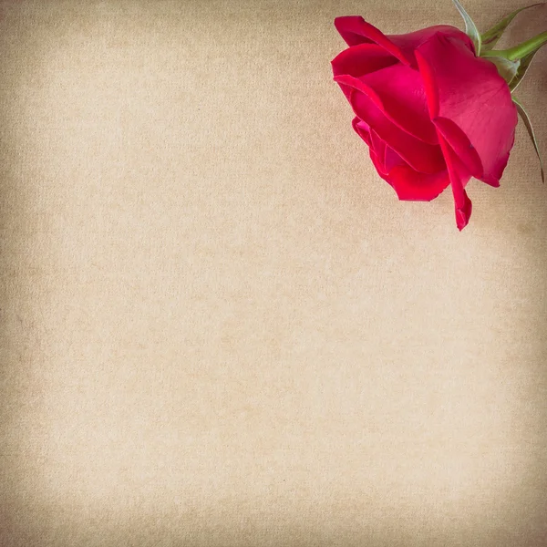 Röd ros blomma på blankt papper sida för design — Stockfoto
