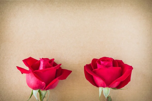 Red rose flower on blank paper page for design — Stock Photo, Image