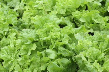 yeşil salata sebze hydroponic ekimi