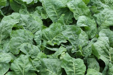 yeşil salata sebze hydroponic ekimi