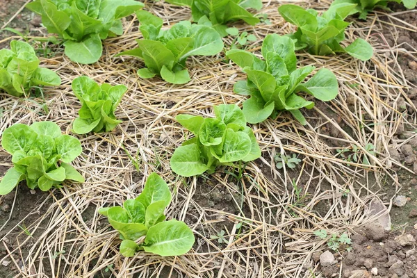 Зеленый овощ салата гидропонной культивации — стоковое фото