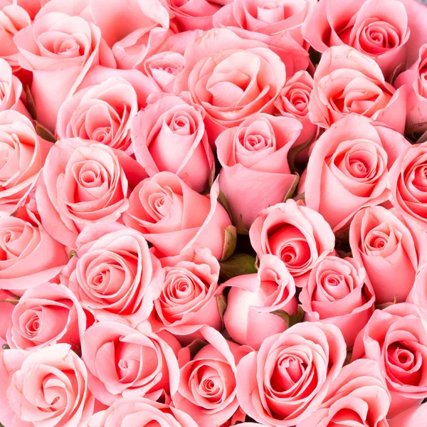 Pink rose flower bouquet background — Stock Photo, Image