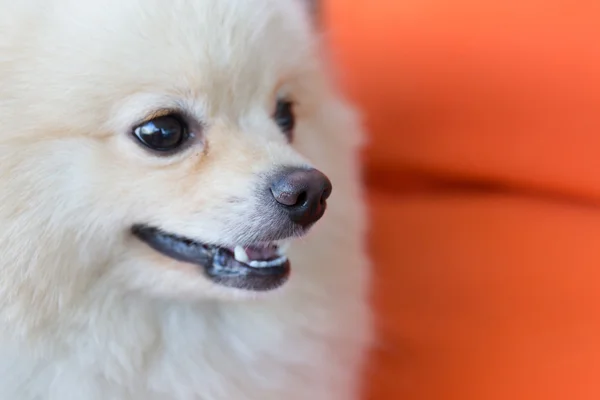 Söta husdjur, närbild näsa vit pomeranian hund — Stockfoto
