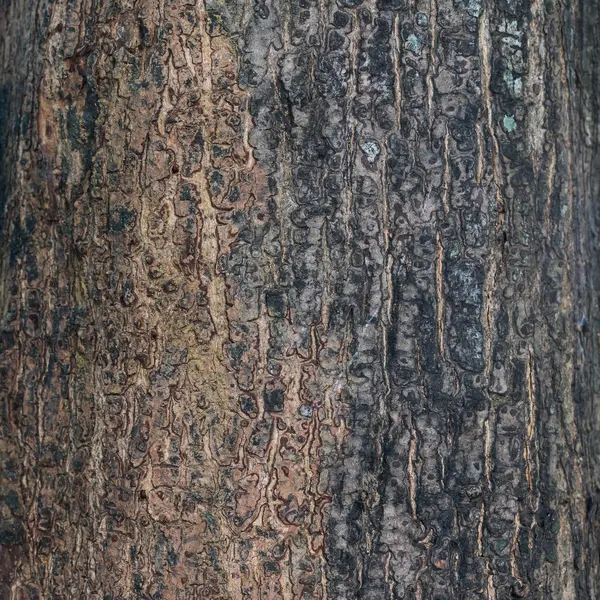 Écorce sèche d'arbre texture fond, gros plan — Photo