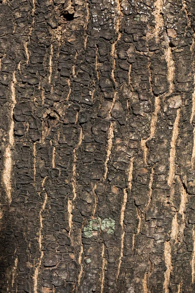 Dry tree bark texture background, closeup — Stock Photo, Image