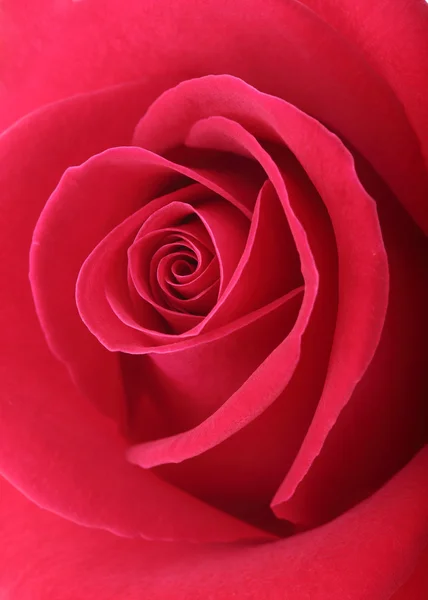 Ο κόκκινος αυξήθηκε λουλούδι με πέταλα όμορφο σχήμα καρδιά — Φωτογραφία Αρχείου