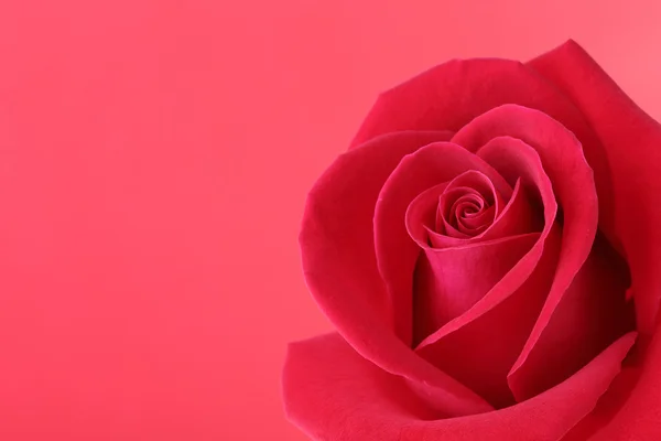 Flor de rosa vermelha com belas pétalas forma coração — Fotografia de Stock