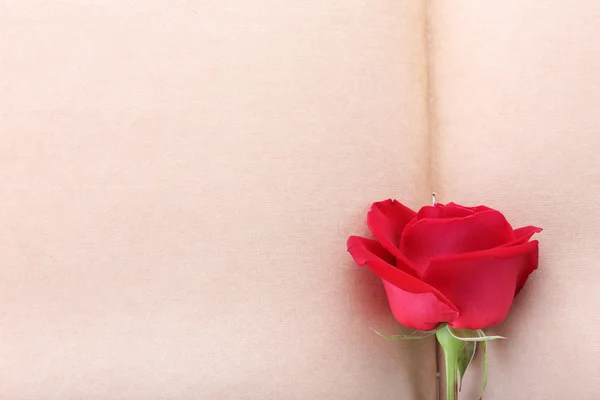 Red rose flower on blank paper page for design — Stock Photo, Image