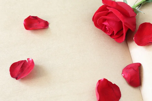 Flor de rosa vermelha na página de papel em branco para design — Fotografia de Stock