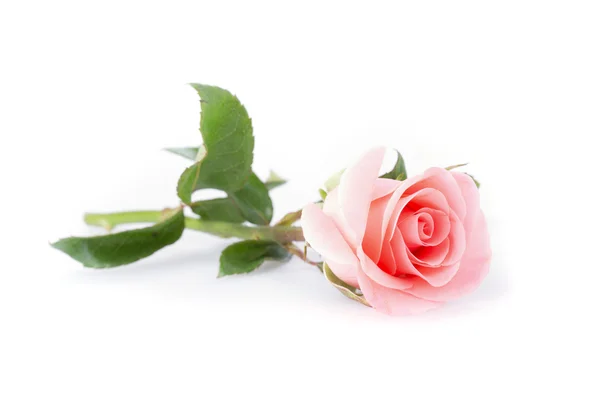 Pink rose flower on white background — Stock Photo, Image