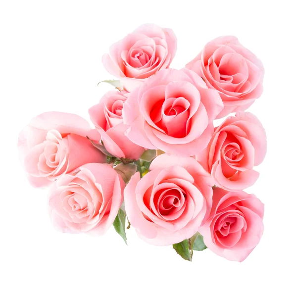 Pink rose flower on white background — Stock Photo, Image