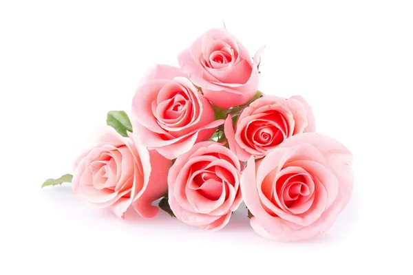 Pink rose flower on white background Royalty Free Stock Photos