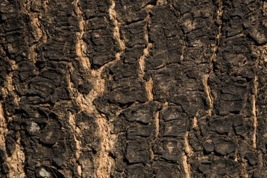 Kuru ağaç kabuğu doku arka plan, portre