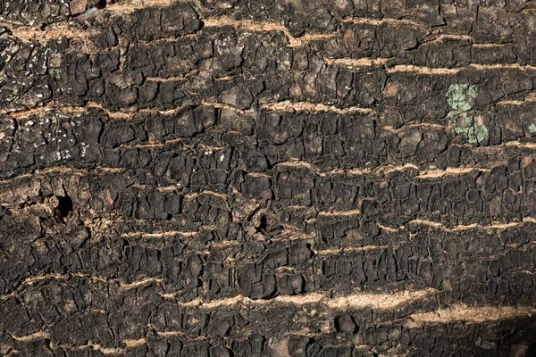 Dry tree bark texture background, closeup — Stock Photo, Image