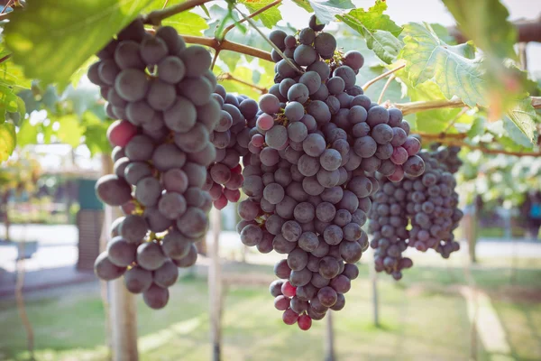 Grapes fruit in farm viticulture of agriculture — Stock Photo, Image