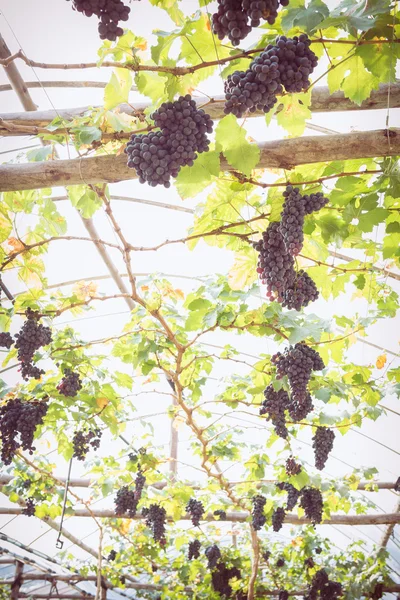 Hrozny ovoce v farma vinařství zemědělství — Stock fotografie