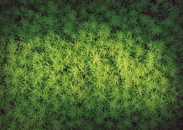 정원에 있는 작은 나무 식물을 가진 녹색 자연 — 스톡 사진