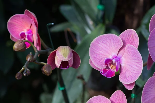 Krásná orchidej květina v zahradě — Stock fotografie