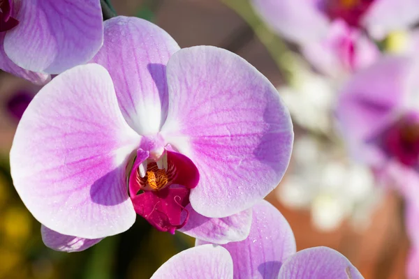 Vacker rosa orkidé blomma i trädgården — Stockfoto