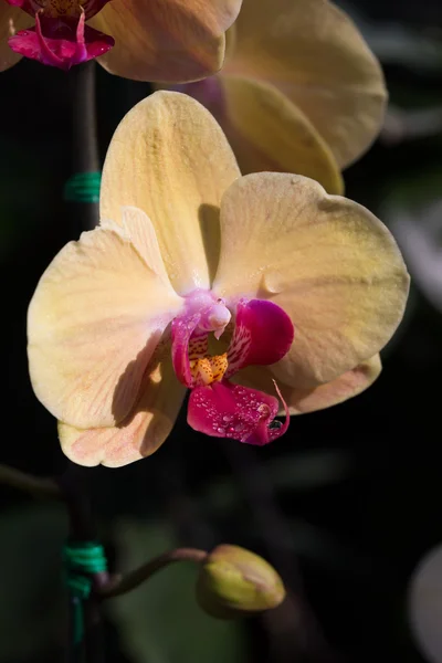 Vacker orkidé blomma i trädgården — Stockfoto