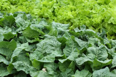 yeşil salata sebze hydroponic ekimi