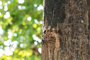Kuru ağaç kabuğu doku arka plan, portre