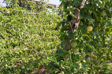 tutku meyve yetiştirme alanı tarım