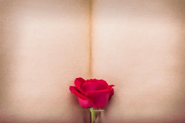 Fleur rose rouge sur papier vierge pour la conception — Photo