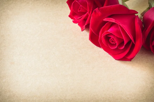 Red rose flower on blank paper page for design — Stock Photo, Image