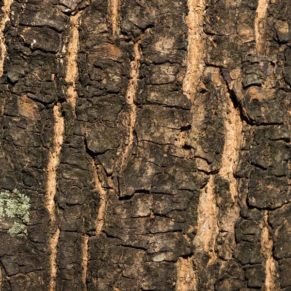 마른 나무 껍질 질감 배경, 근접 촬영 — 스톡 사진