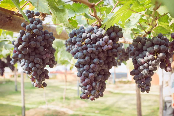 Uvas frutas en la viticultura agrícola —  Fotos de Stock