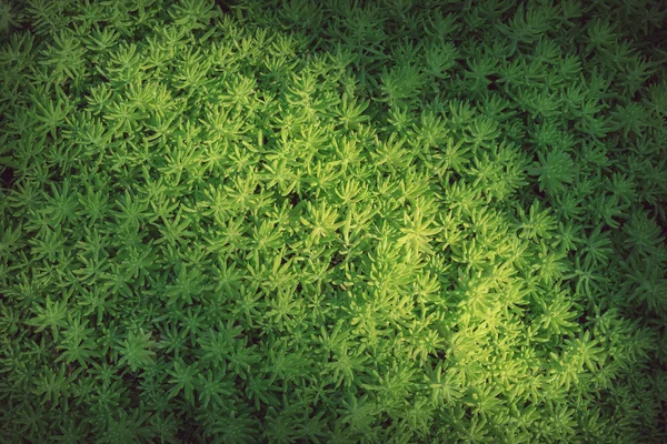 Grüne Natur mit kleiner Baumpflanze im Garten — Stockfoto